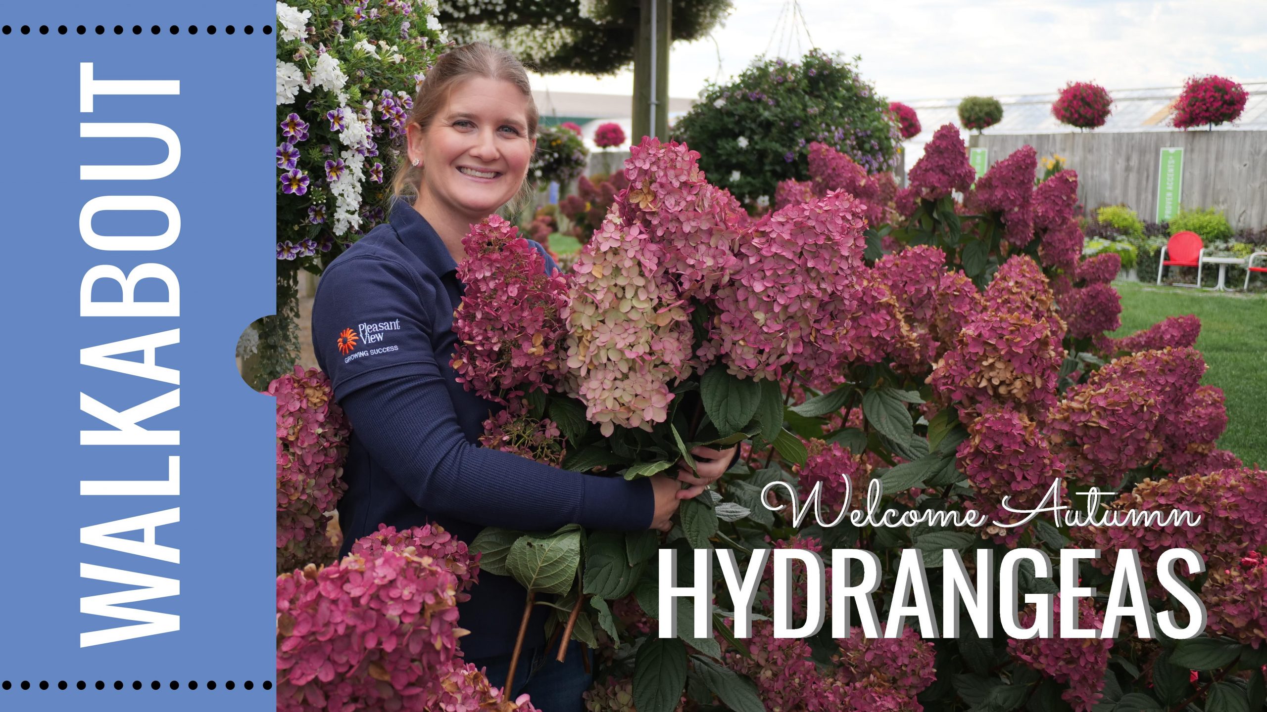 End of Season: Hydrangea Tips